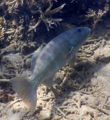 Plectropomus leopardus