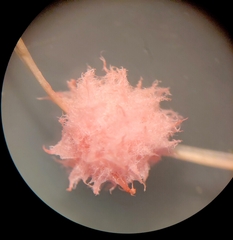 Laetisaria roseipellis