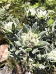 Xiphotheca fruticosa