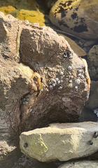 Balanomorpha