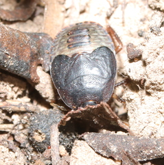 Geotomini