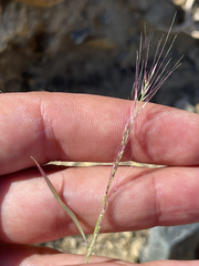 Muhlenbergia microsperma