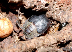 Geotomini