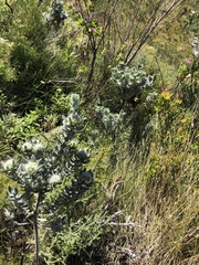 Xiphotheca fruticosa