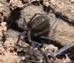 Phyxelididae