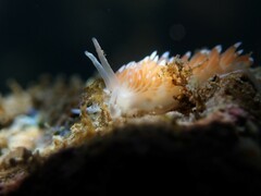 Flabellina
