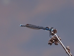 Austrolestes colensonis