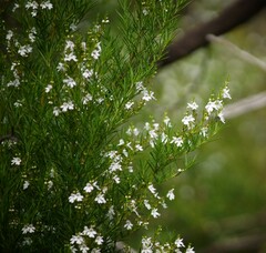 Prostanthera nivea