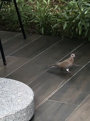 Streptopelia senegalensis