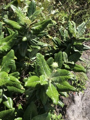 Hermas villosa