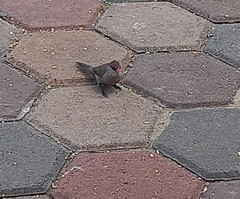 Estrilda astrild cavendishi