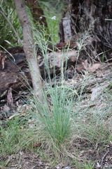 Poa labillardierei