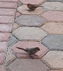 Estrilda astrild cavendishi