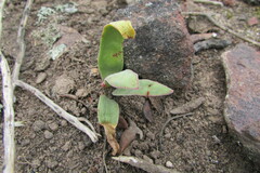 Crassula nudicaulis