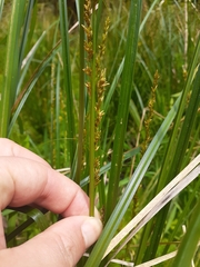 Carex appressa