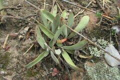 Crassula nudicaulis