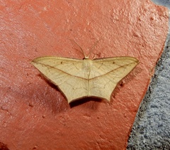 Timandra convectaria