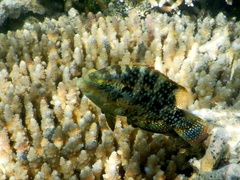 Cheilinus chlorourus