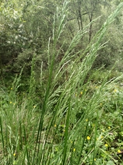 Poa labillardierei