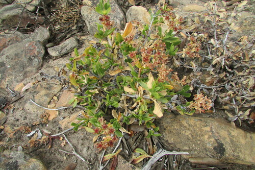 Ruschia strubeniae