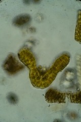 Grimmia donniana