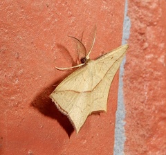 Timandra convectaria