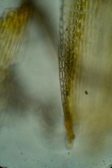 Grimmia donniana