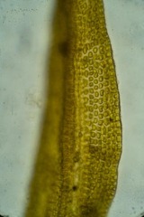 Grimmia donniana