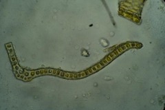 Grimmia donniana