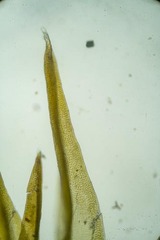 Grimmia donniana
