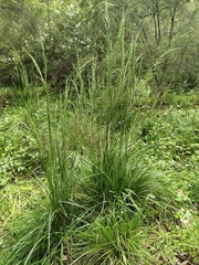 Poa labillardierei