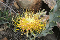 Leucospermum profugum