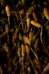 Grimmia donniana
