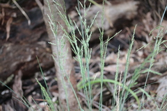 Poa labillardierei