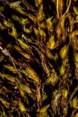 Grimmia donniana