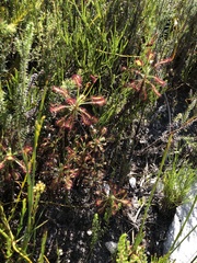 Drosera glabripes