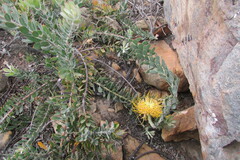 Leucospermum profugum