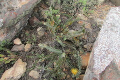 Leucospermum profugum