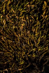 Grimmia donniana