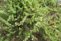 Muraltia arachnoidea