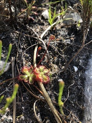 Drosera xerophila