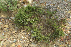 Muraltia arachnoidea