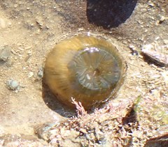 Isactinia olivacea