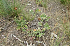 Arctotis bellidifolia