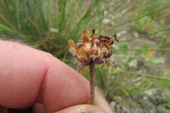 Arctotis bellidifolia