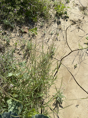 Muhlenbergia microsperma