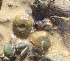 Isactinia olivacea