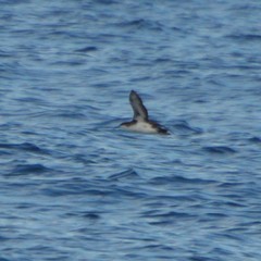 Puffinus lherminieri