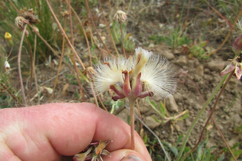 Image of Othonna ciliata by (c) James Deacon, some rights reserved (CC BY-SA)