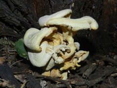 Pleurotus levis